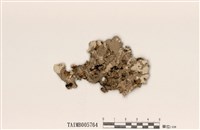 藏品(大緣毛裸緣梅衣)的圖片